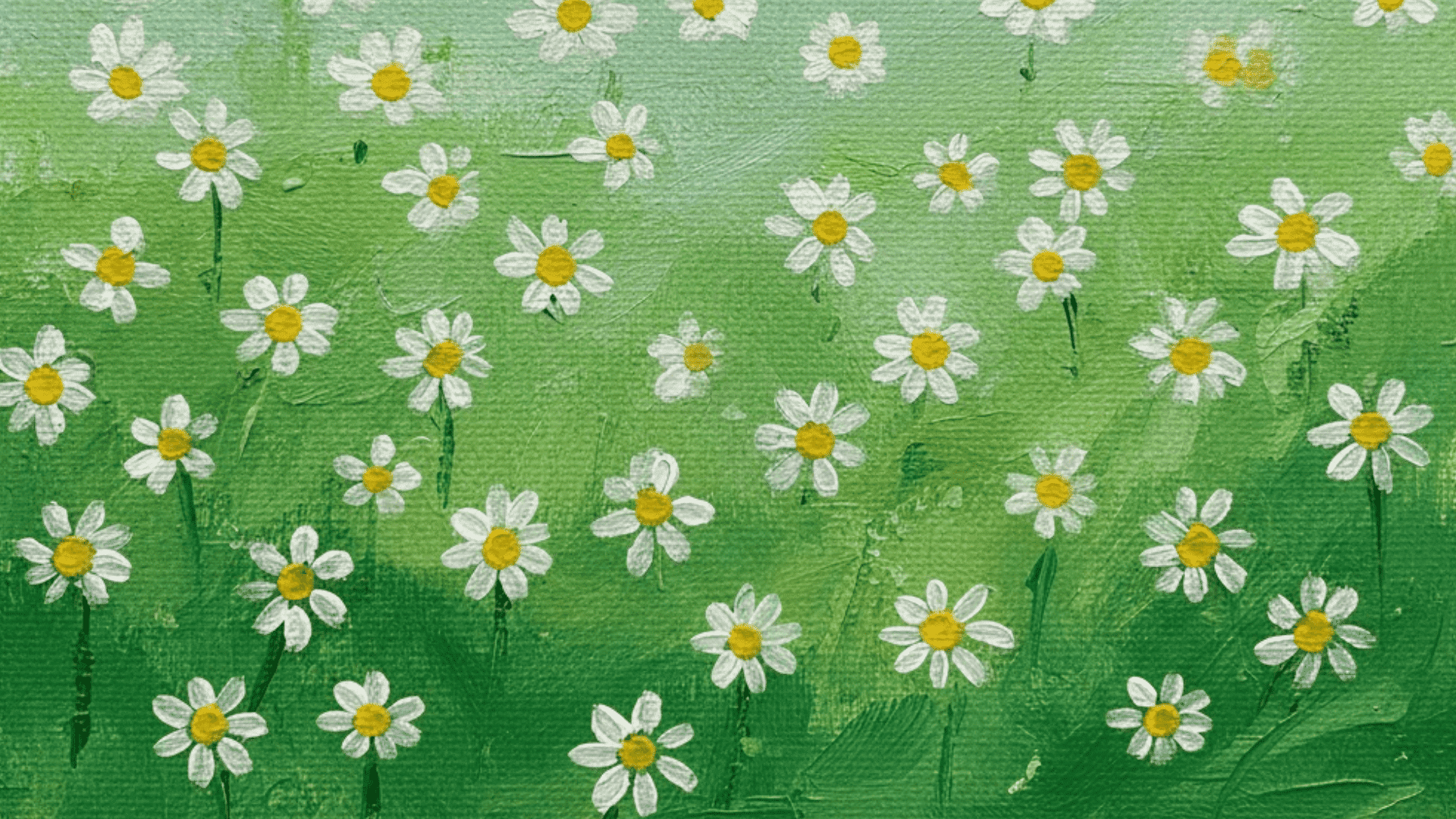 daisy field