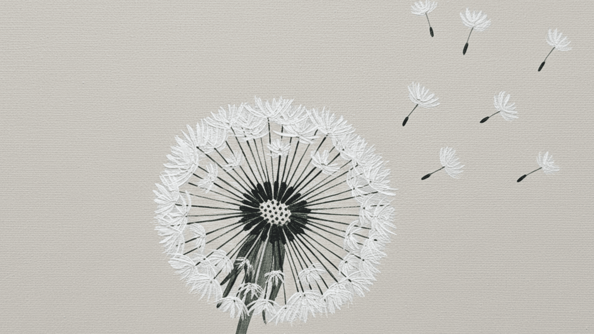 dandelion seeds blowing