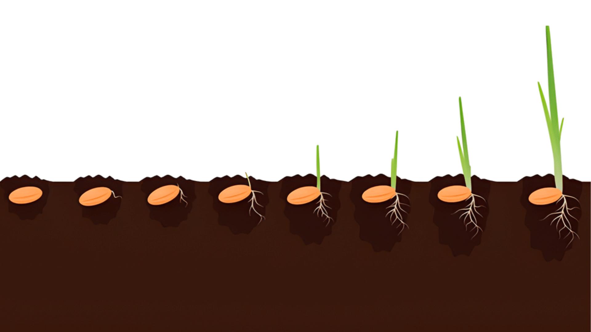 how grass seed germination works
