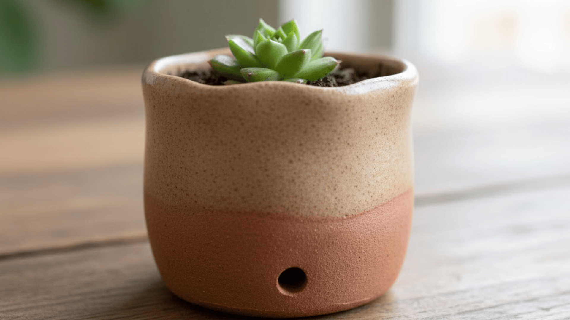 mini succulent planter pinch pot ideas