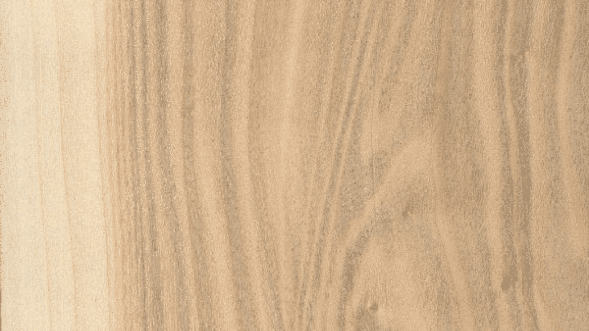 poplar wood