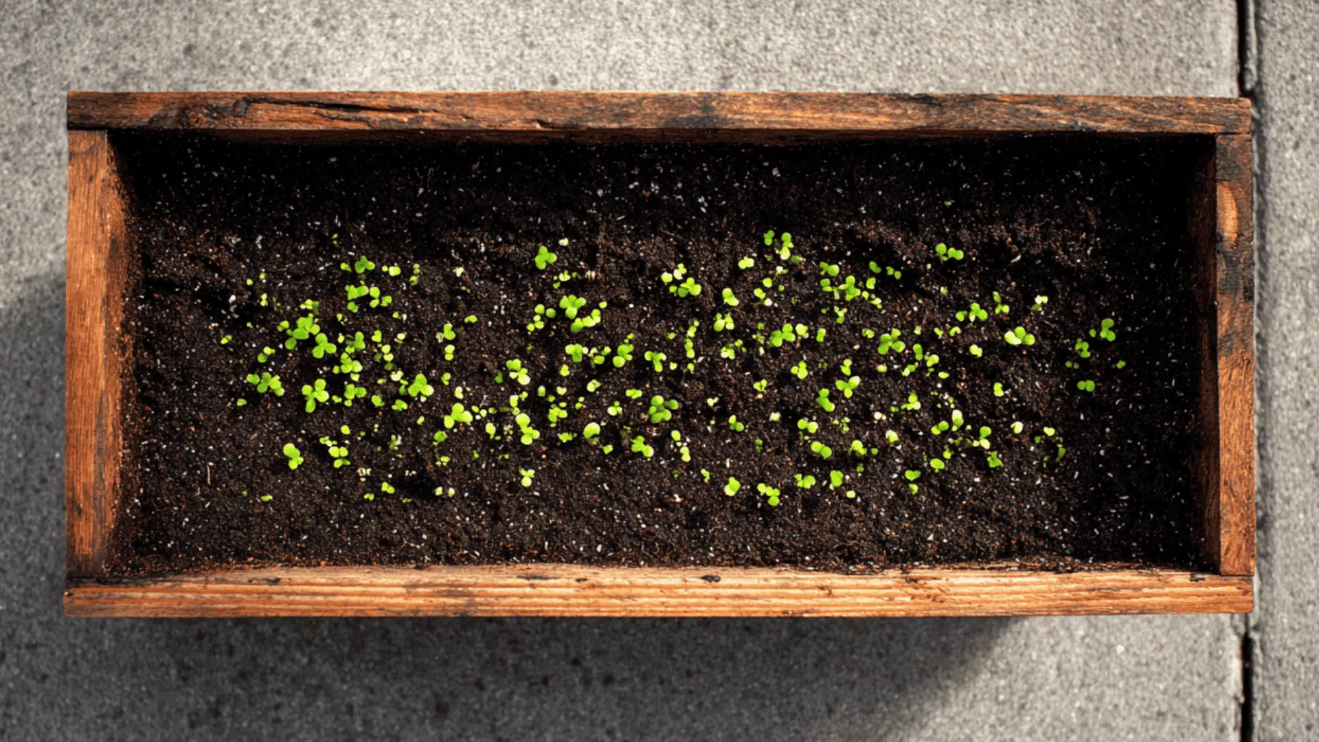 top layer potting mix of urban or compact spaces layering technique