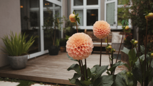when do dahlias bloom tips for earlier flowers