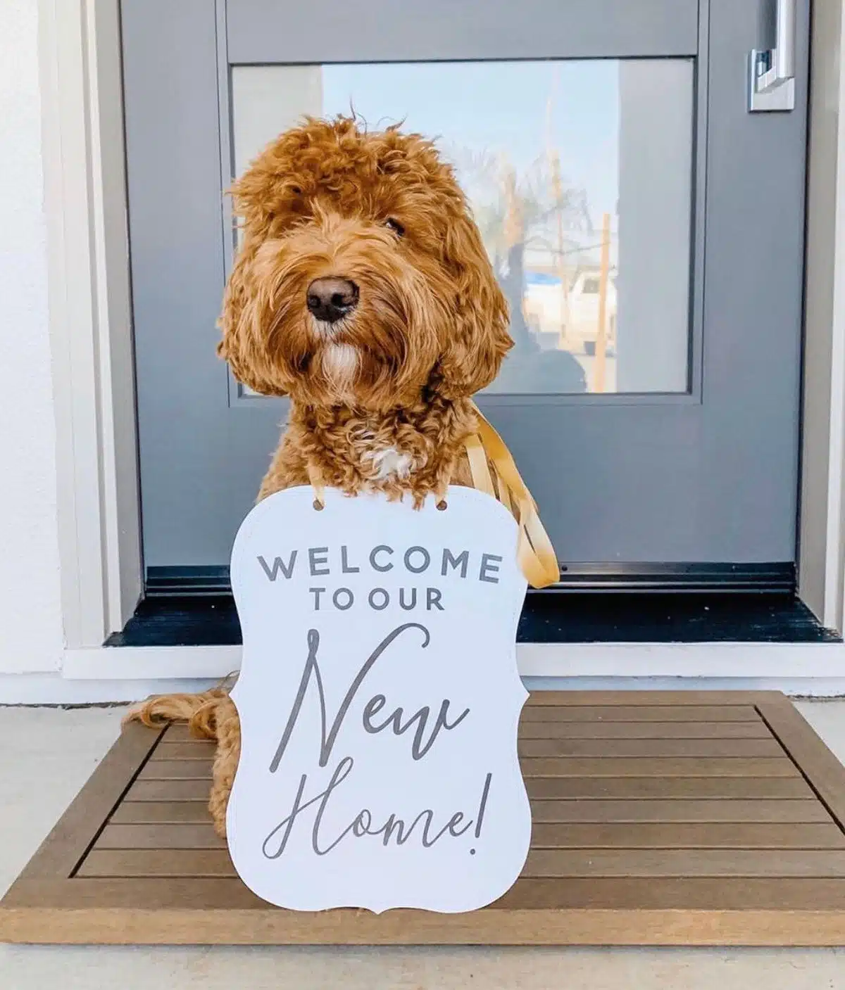 Contact us dog image