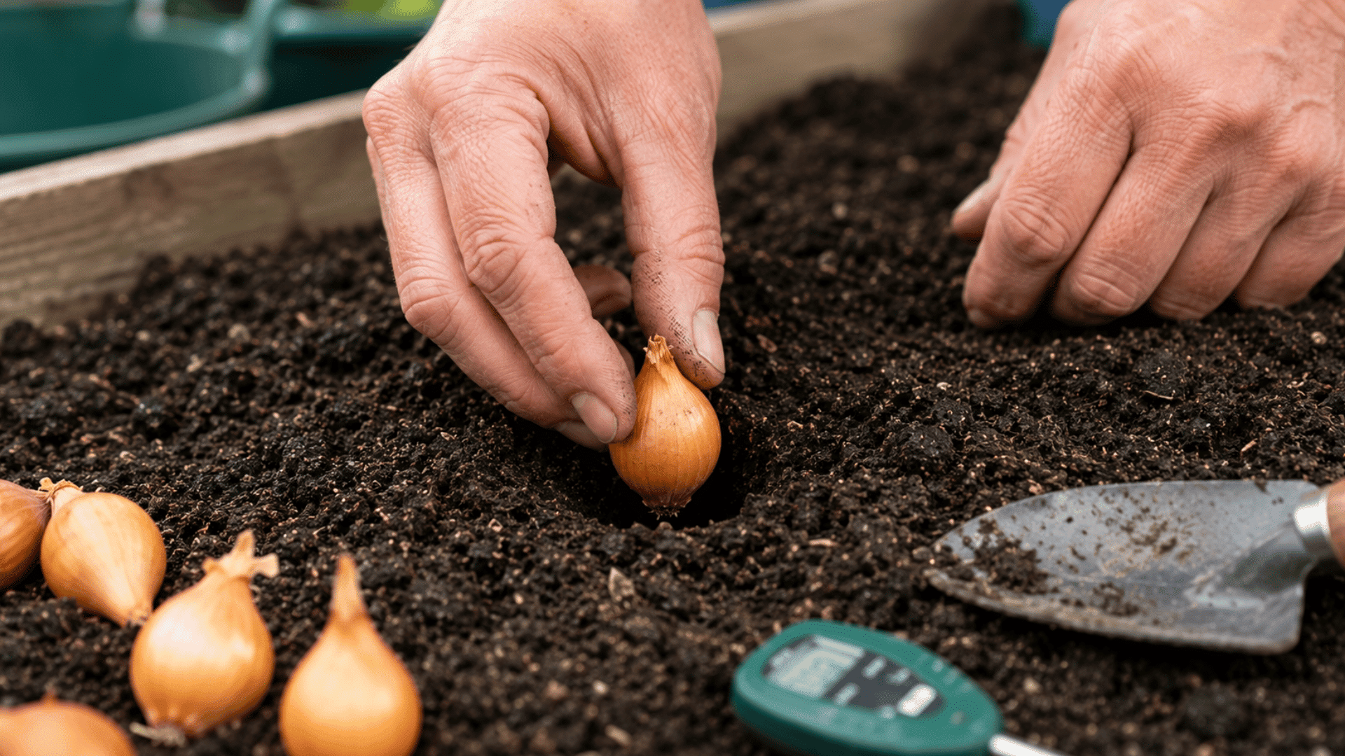 close-up of hands planting onion bulbs into soft soil with pointed tops facing upward in garden bed
