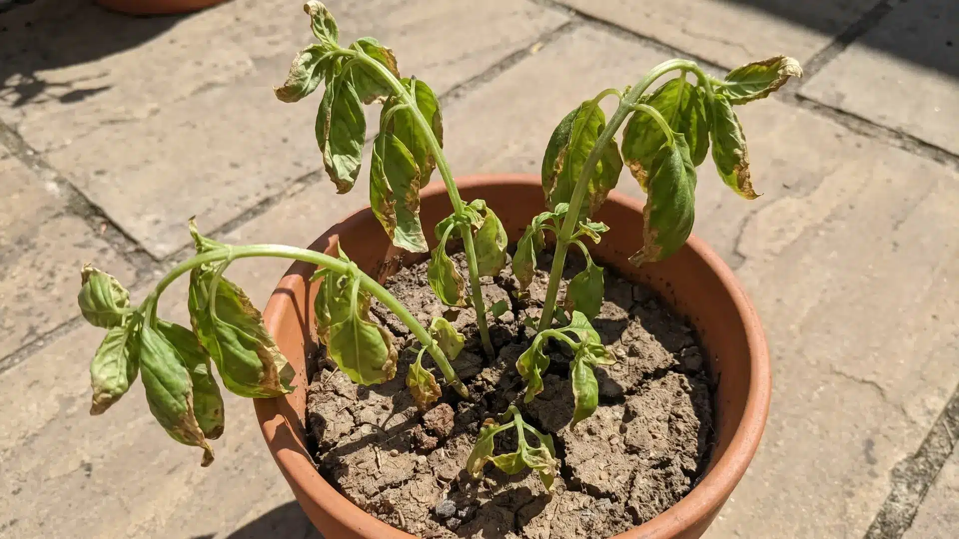 Basil plant with curled leaves, drooping stems, brown edges, and dry soil in sunlight.