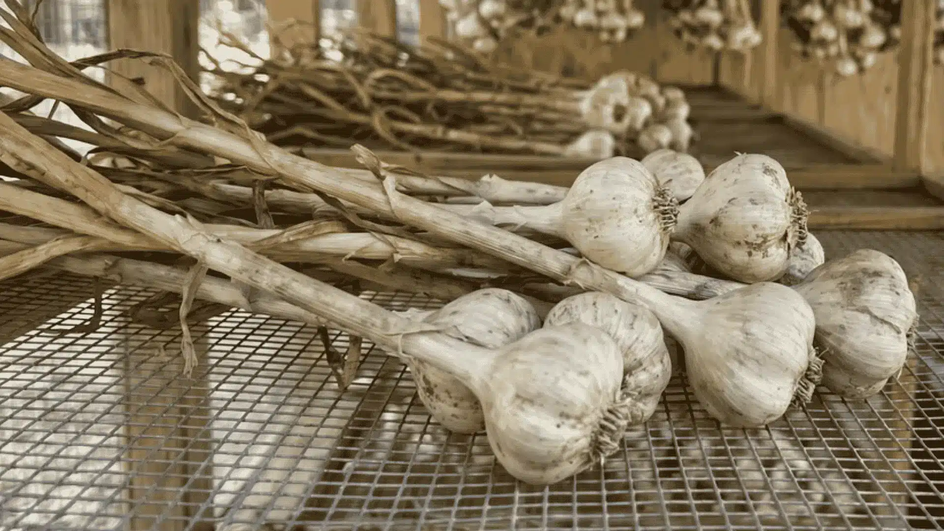 Freshly harvested garlic bulbs curing on a drying rack