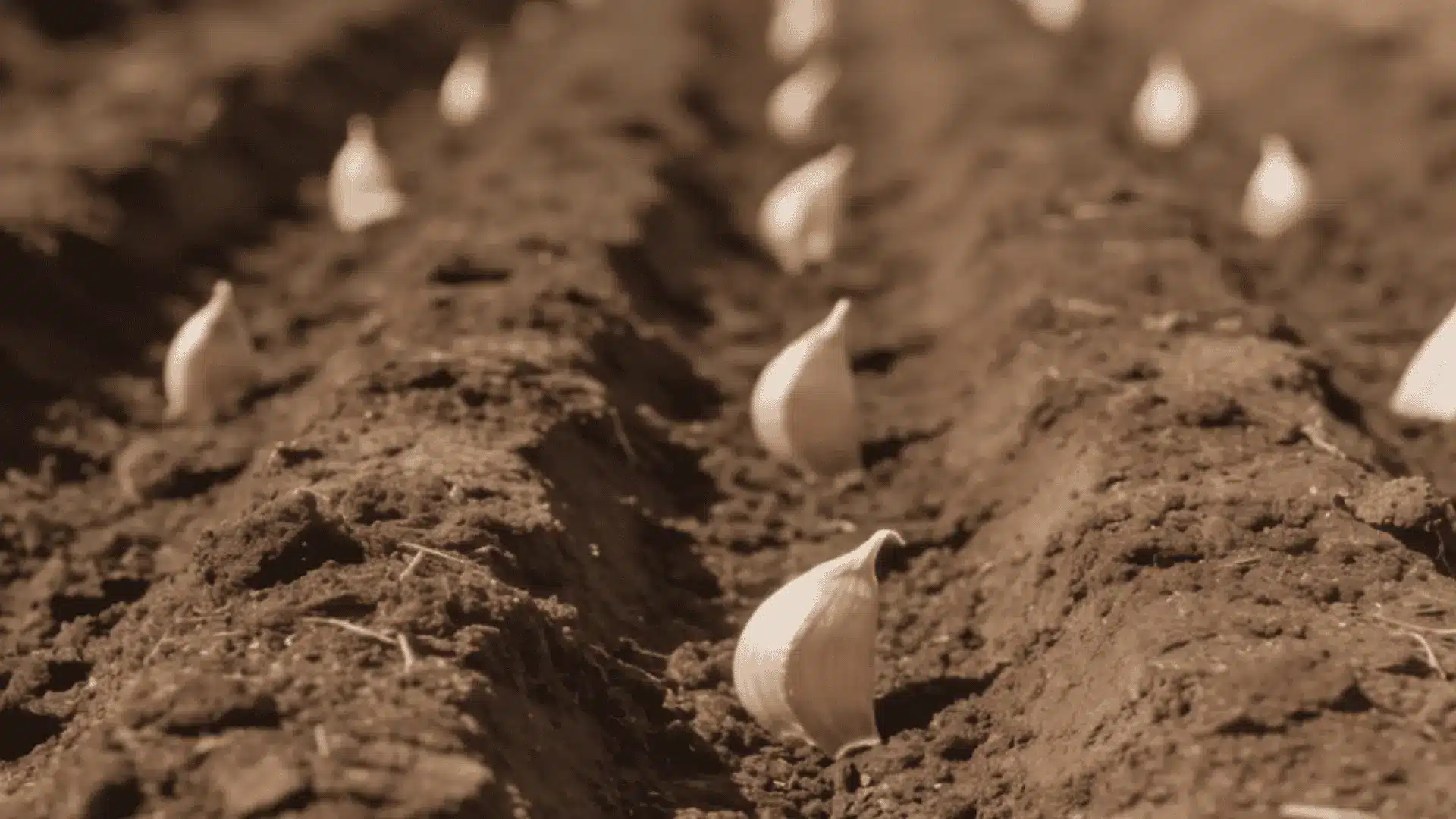 Garlic cloves planted evenly in rows with correct spacing and depth