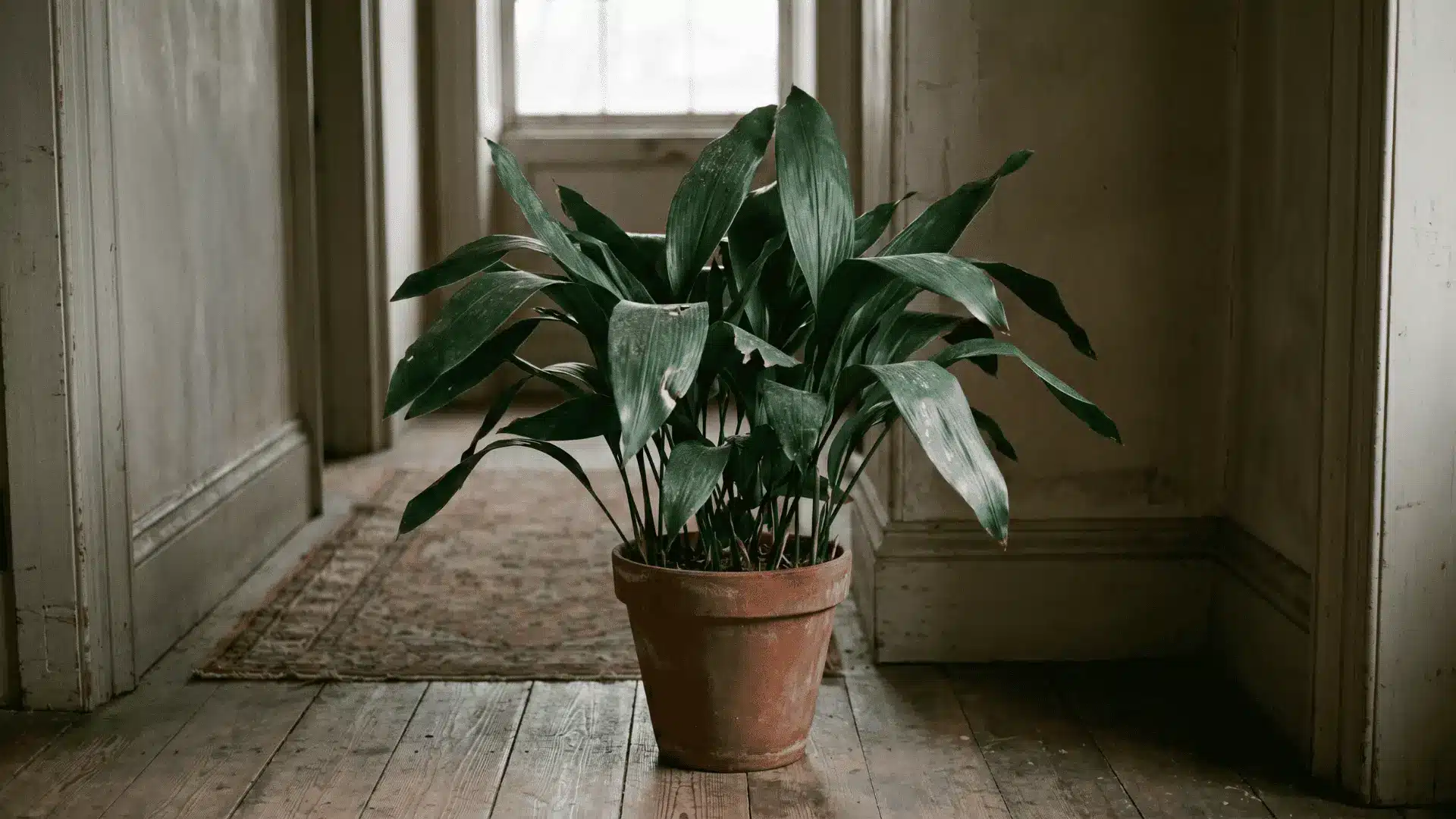Cast iron plant growing in a dim indoor corner.
