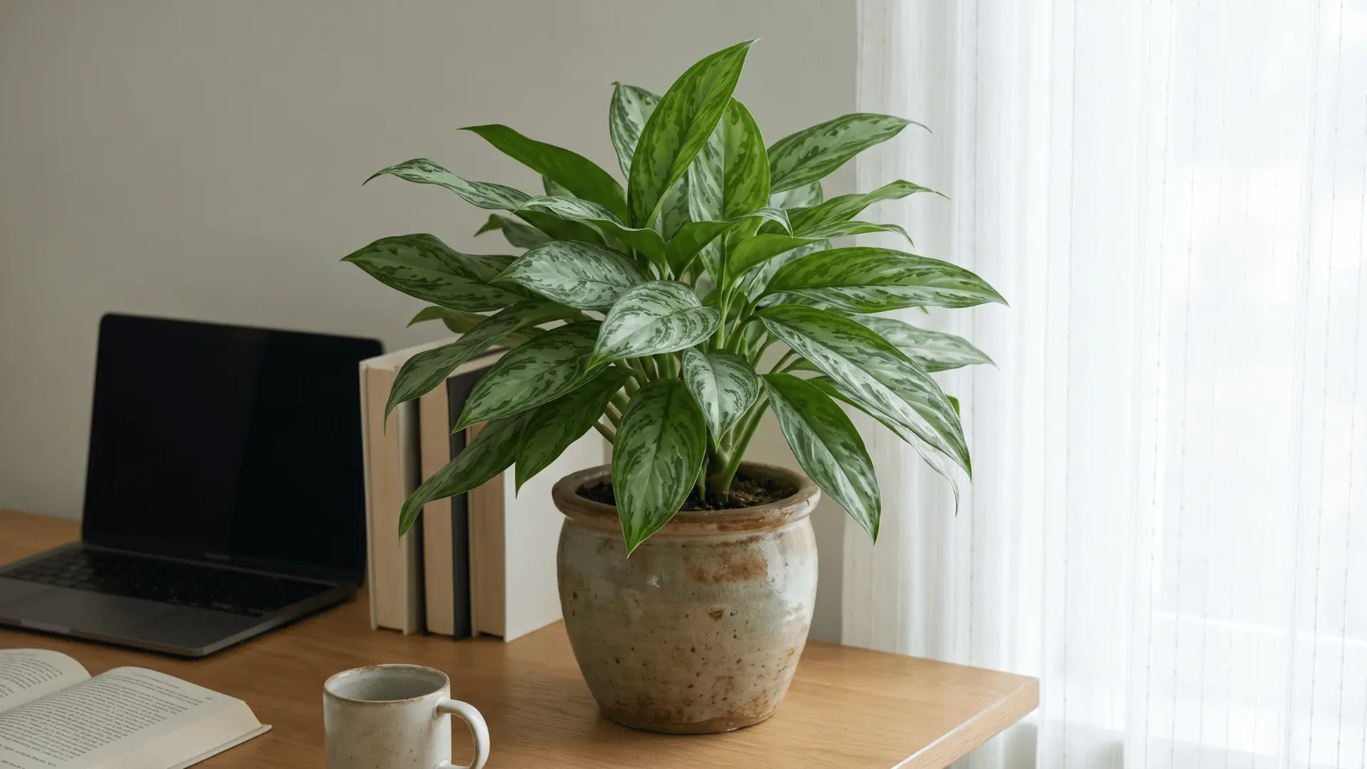 Chinese evergreen with patterned leaves on an indoor table.