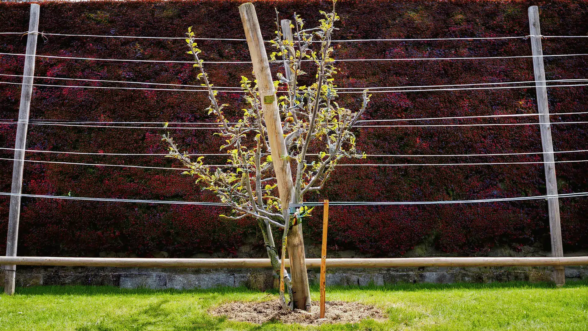 Young apple tree trained in horizontal tiers along an espalier wire frame beside a wall.