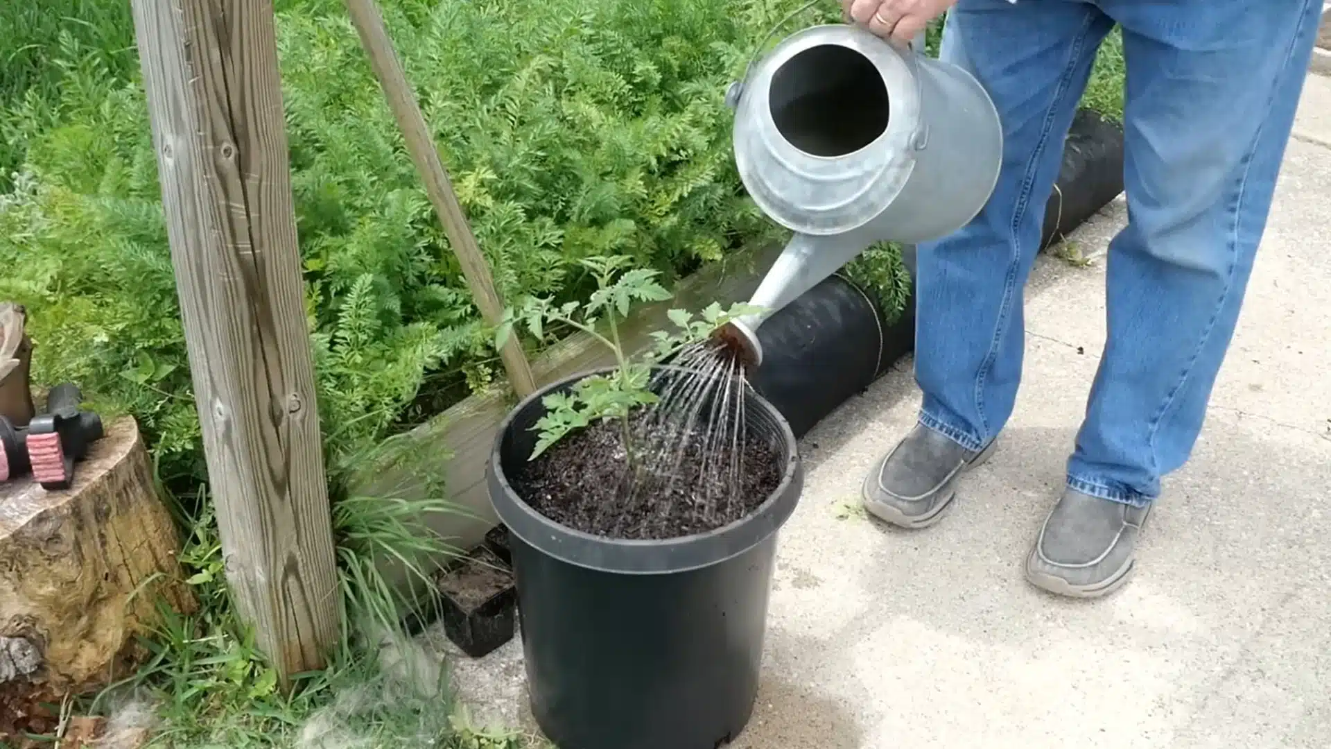 Gardener watering a newly planted tomato in a large container with a metal watering can outdoors.