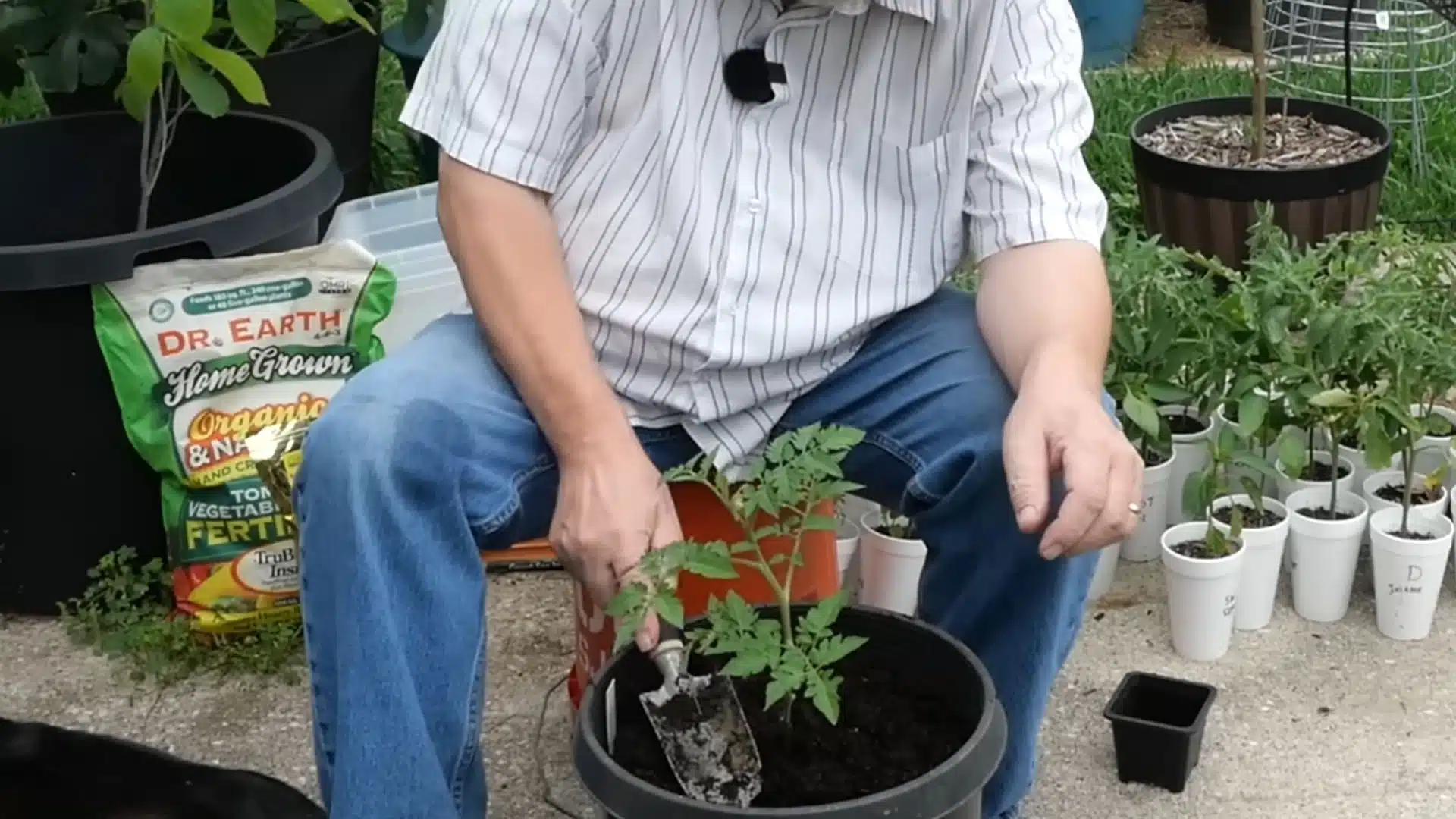 Gardener planting a young tomato seedling in a large container filled with fresh potting mix outdoors.