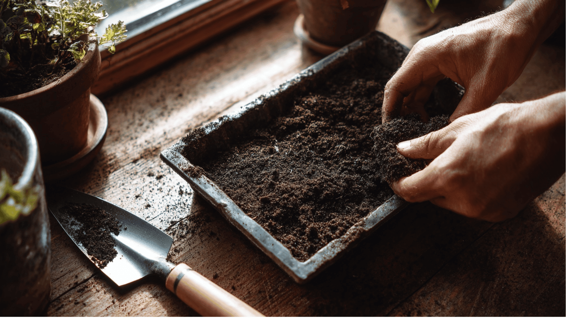 hands preparing basil seedlings in moist potting soil inside a seed tray before thinning crowded young plants indoors