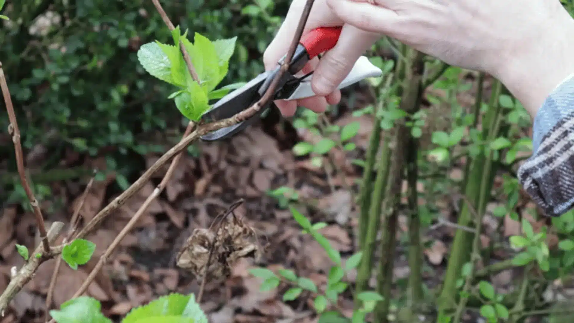 Pruning shears making an angled cut above fresh green hydrangea buds on a woody stem.