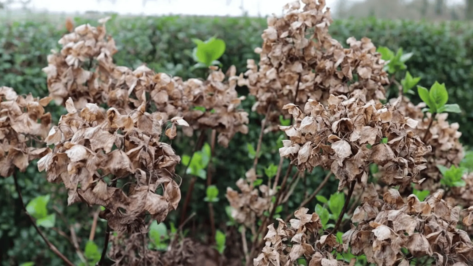 Dried hydrangea flower heads with fresh green buds emerging, showing the plant is ready for late-winter pruning.