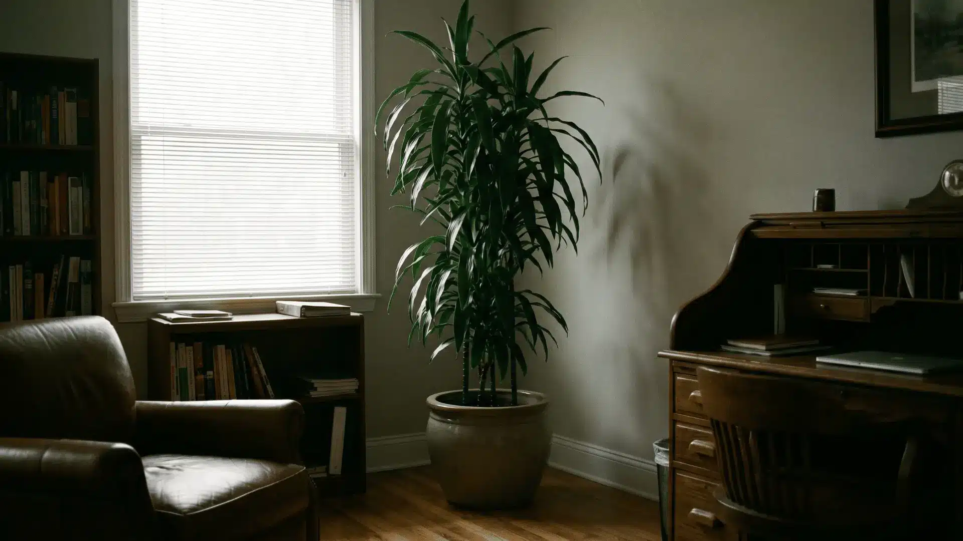Janet Craig dracaena in indoor corner space.