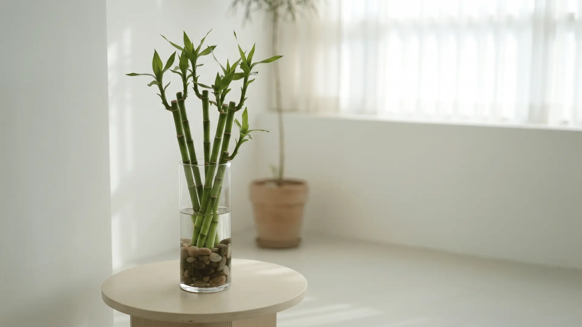 Lucky bamboo in glass container on indoor table.