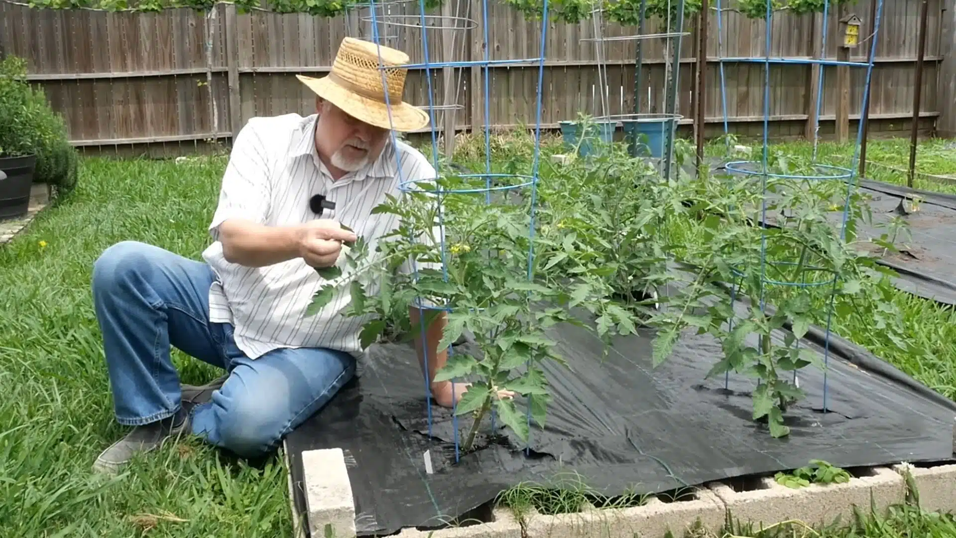 Gardener inspecting healthy tomato plants growing in raised beds with tomato cages in a backyard vegetable garden.