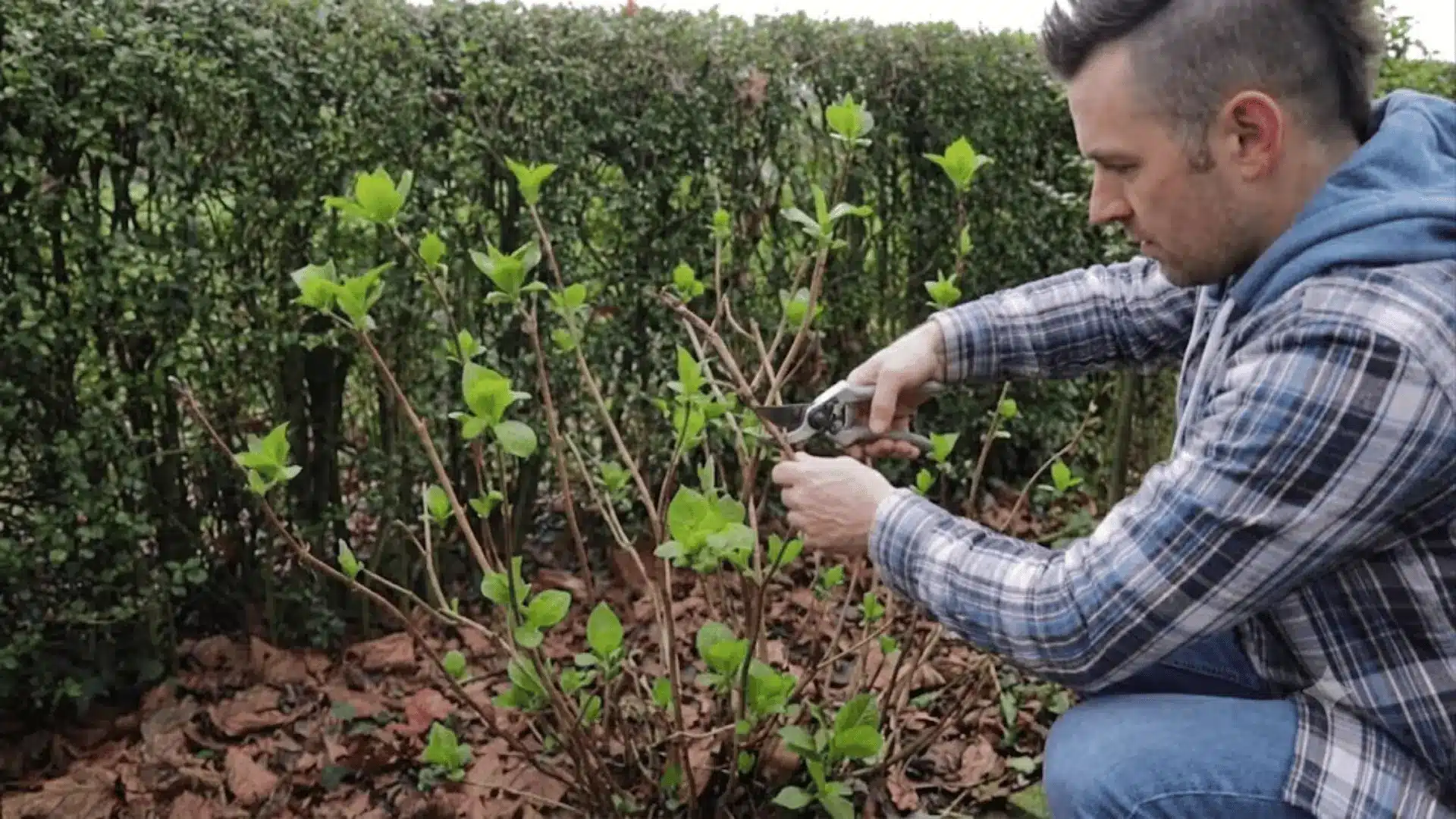 Gardener cutting a crossing hydrangea branch with pruning shears to open the center of the shrub.