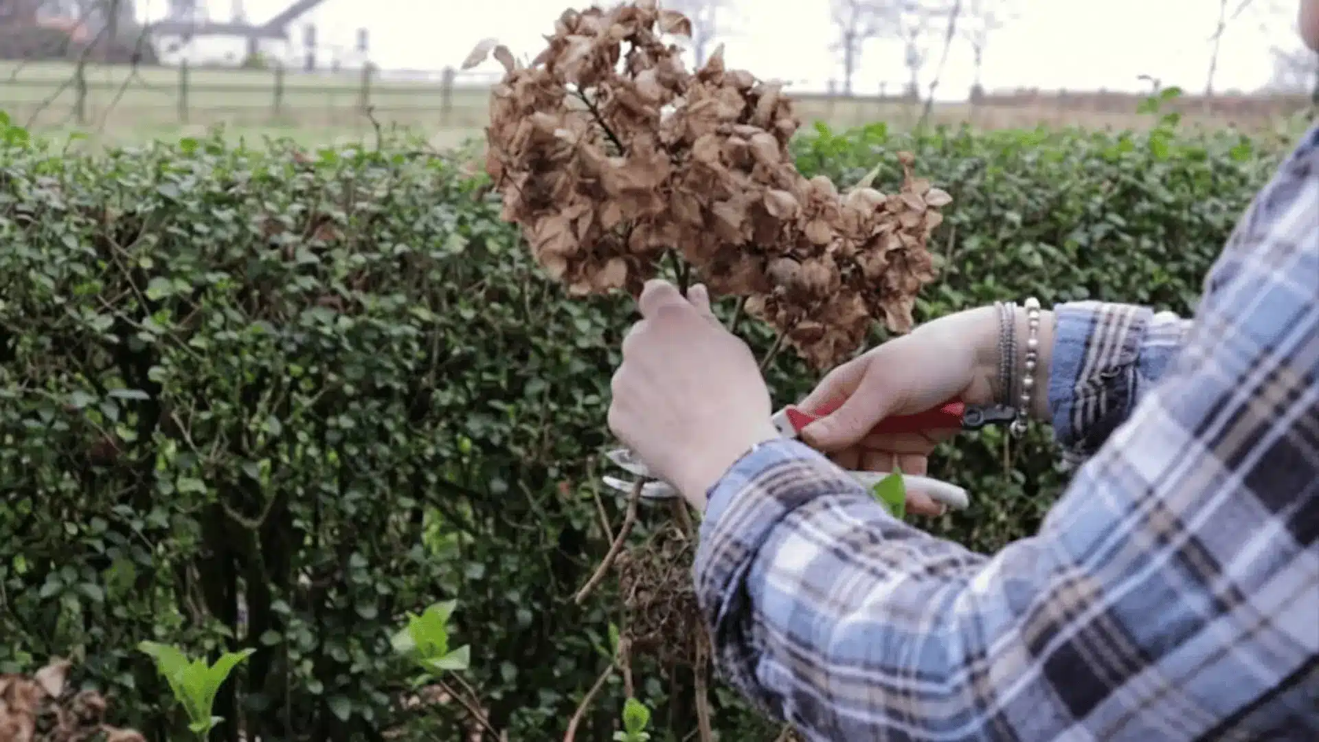 Cutting an old dried hydrangea flower head from the stem with pruning shears during late-winter pruning.