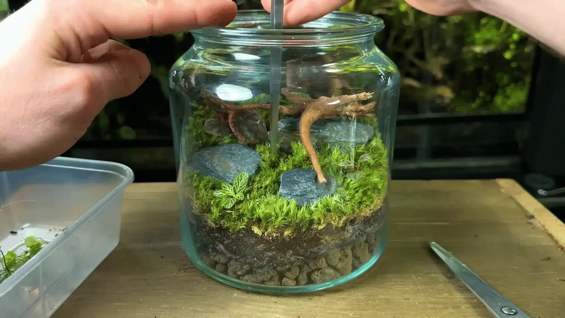Hands placing plants and a wooden branch into a glass jar terrarium with moss, slate stones, and soil layers inside ecosystem build