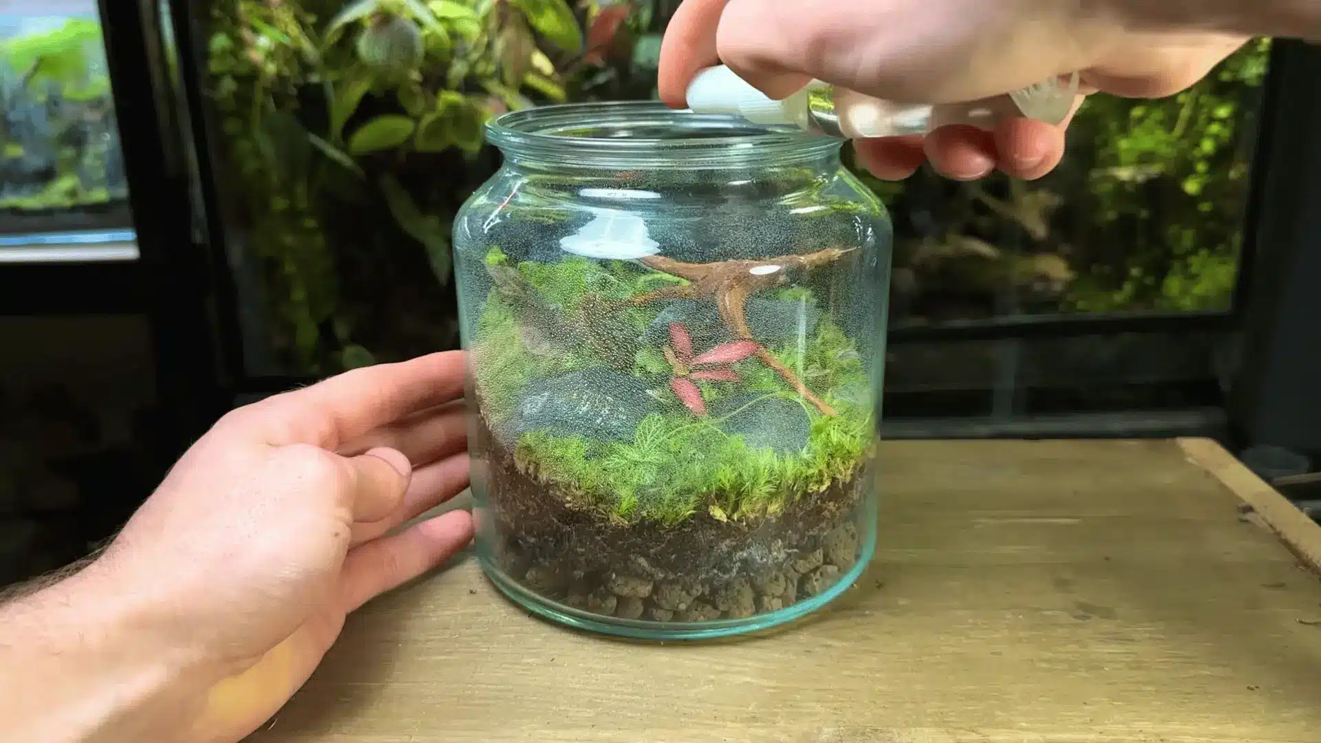 Hands misting a closed glass jar terrarium with a spray bottle, showing moss, plants, wood, and soil layers inside