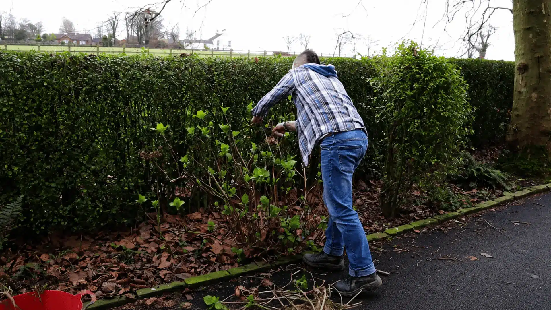 Gardener thinning crowded hydrangea stems to improve airflow and make room for healthy new growth.