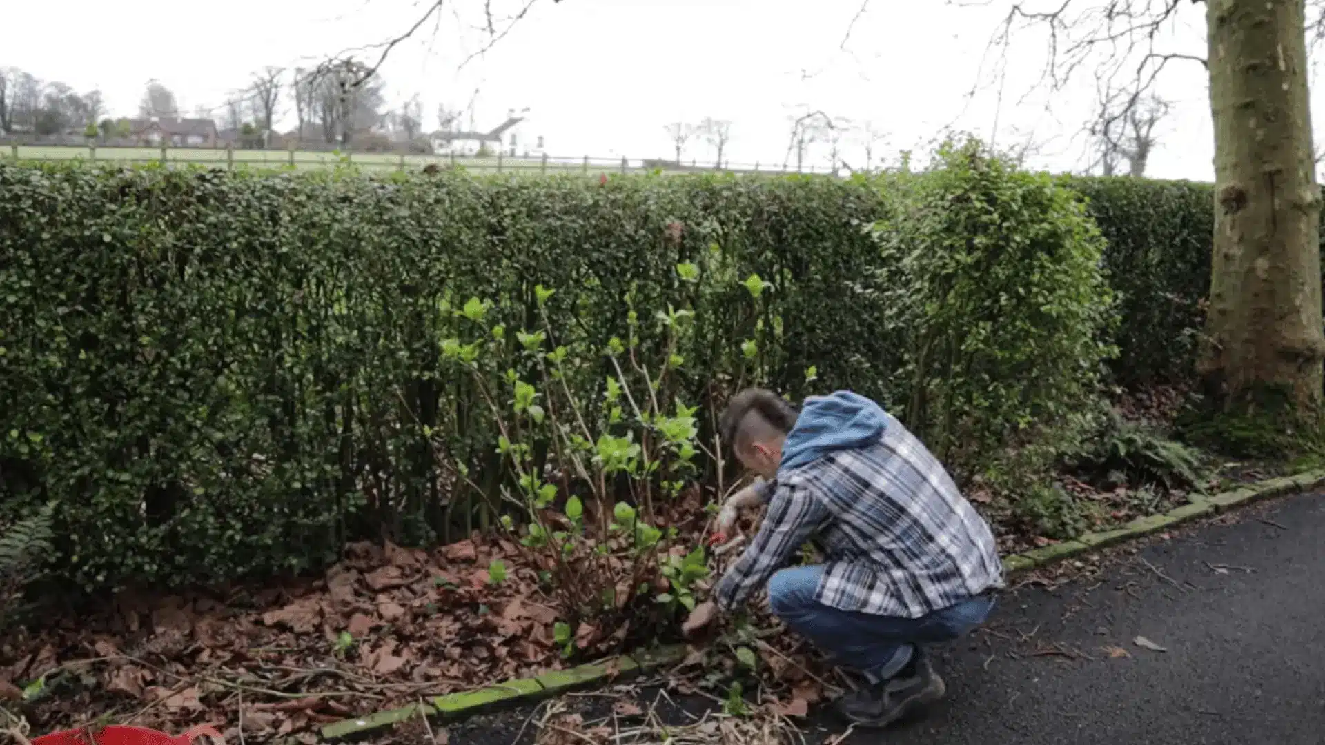 Gardener tidying the base of a pruned hydrangea and clearing cut stems around the plant.