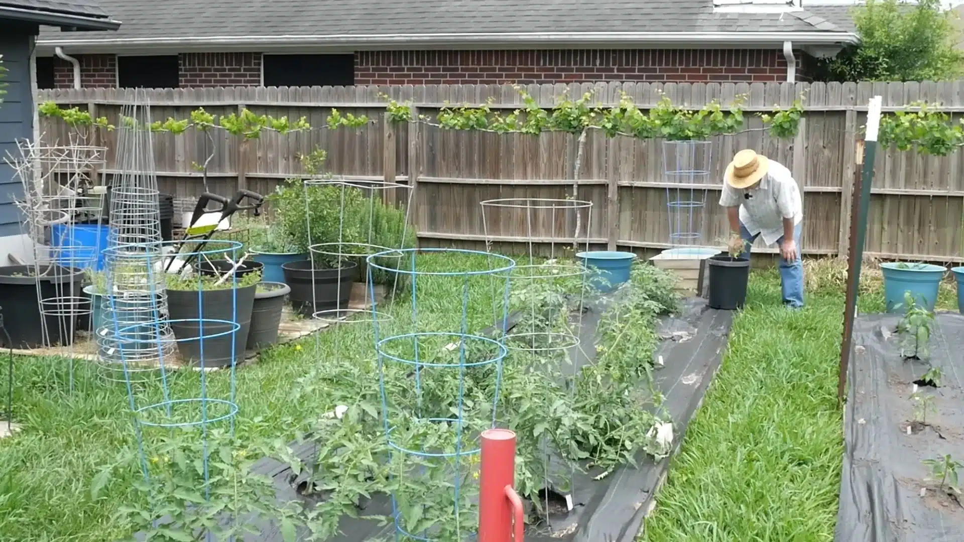Backyard vegetable garden with container tomatoes, raised beds, and a gardener checking a newly planted container tomato.