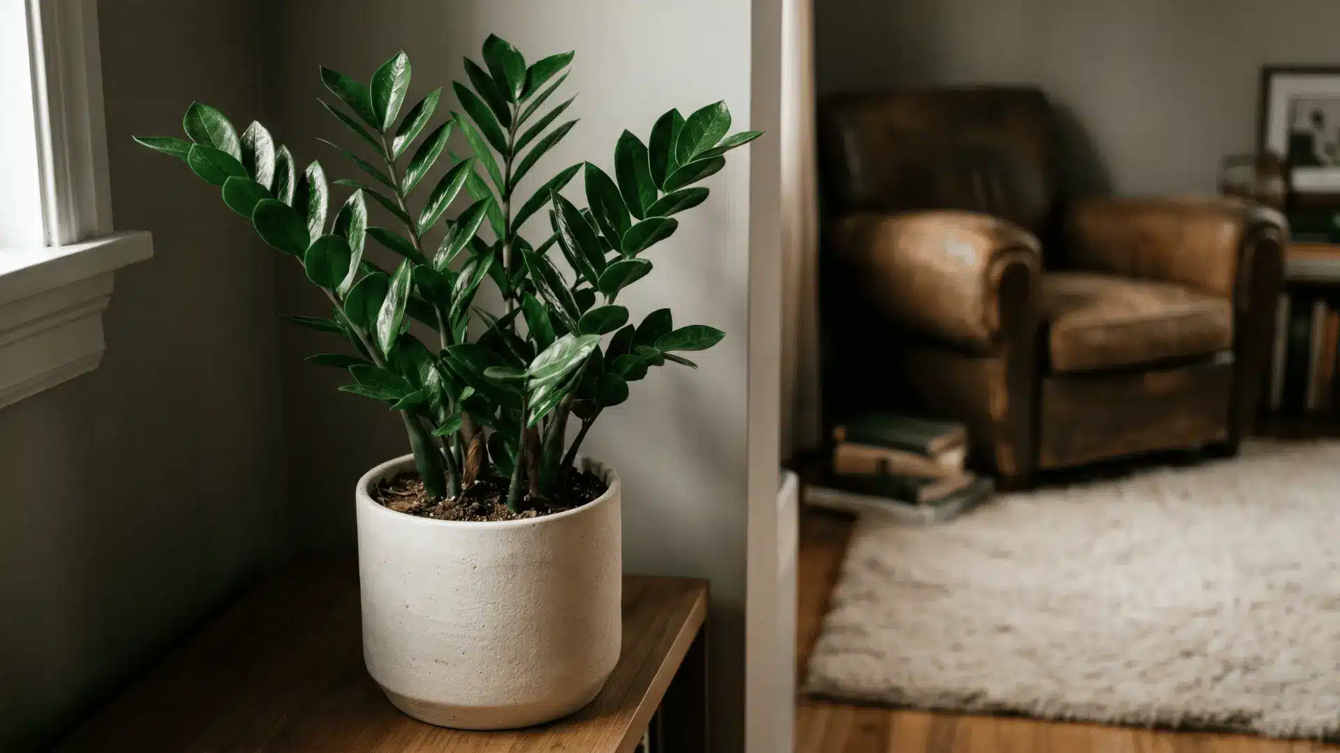 ZZ plant in a low-light indoor corner with glossy green leaves.